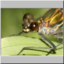 Calopteryx splendens - Gebaenderte Prachtlibelle w07b.jpg